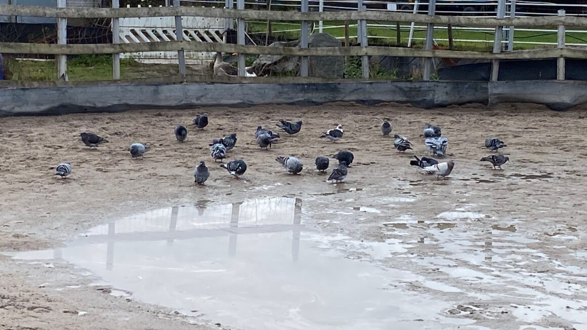 Schatzsuche und TCVM